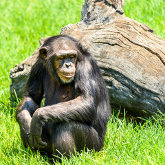 African Chimpanzee Portrait