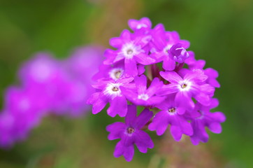 Obraz premium サクラソウ