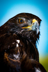 Golden Eagle