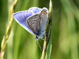 Male Common Blue butterfly (Polyommatus icarus), wings opened.