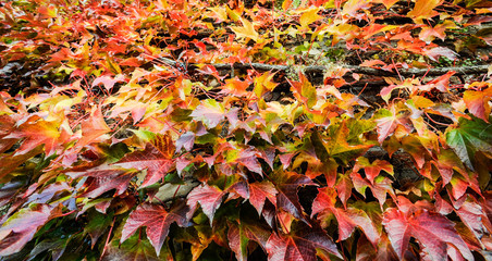 Colorful autumn leaves