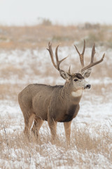 Mule Deer Buck in Snow