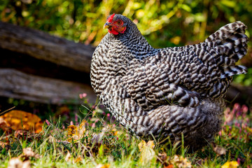 Barred Rock Chicken