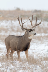 Naklejka na ściany i meble Mule Deer Buck in snow Covered Field