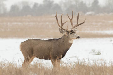 Mule Deer Buck in Snow