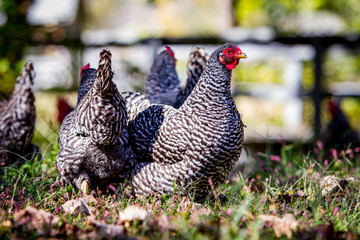 Barred Rock Chicken