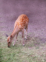 Naklejka na ściany i meble white-tailed baby deer, looks like bambi, eating grass