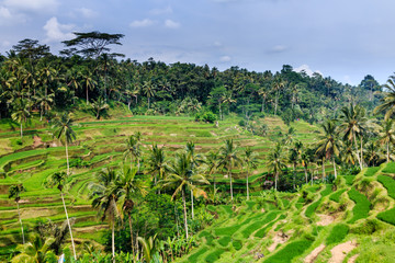 Fototapeta na wymiar Rice Terraces in tropical Indonesia
