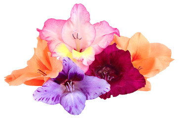 five flower buds of gladiolus