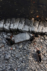 Fototapeta premium Canards endormis sur des Galets vus de haut