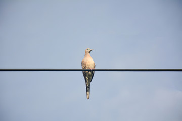 Zebra dove or peaceful dove (Geopelia striata), a common bird in Thailand, is bathing morning light on electrical wires nearby my house in the rural area.blurred background of blue sky.