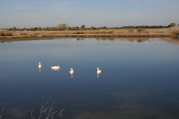 l'île de Ré à vélo