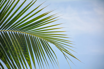 Coconut leaf background blur of blue sky.