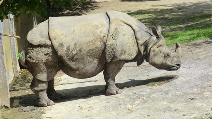 Obraz premium Neushoorn