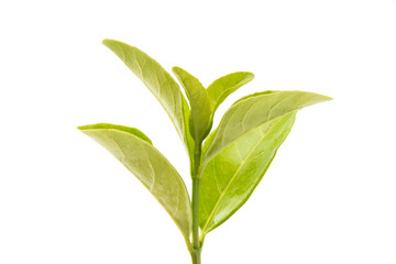 green tea leaves