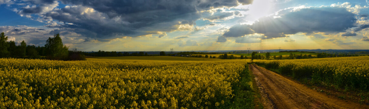 Rapeseed field - pole rzepaku