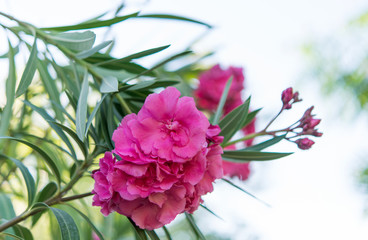 Pink oleander close-up