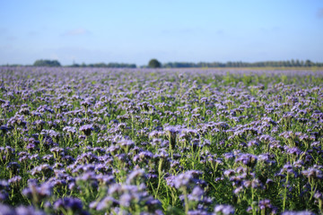 A field of thistles in Germany