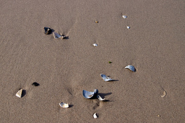 Muscheln am Strand