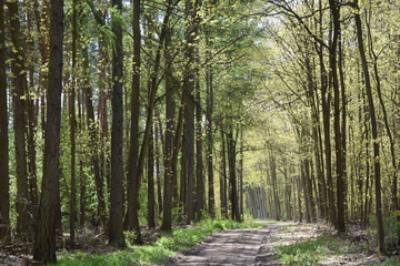 Waldweg im Frühling
