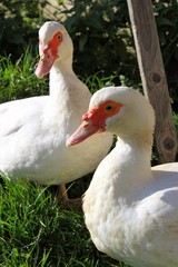 Muscovy Duck
