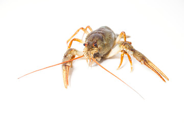 Crayfish on the white