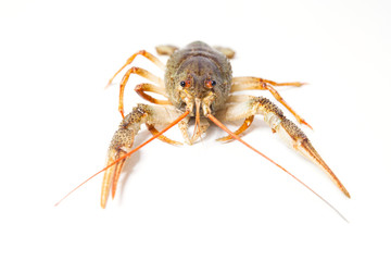 Crayfish on the white