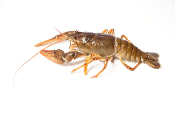 Crayfish on the white