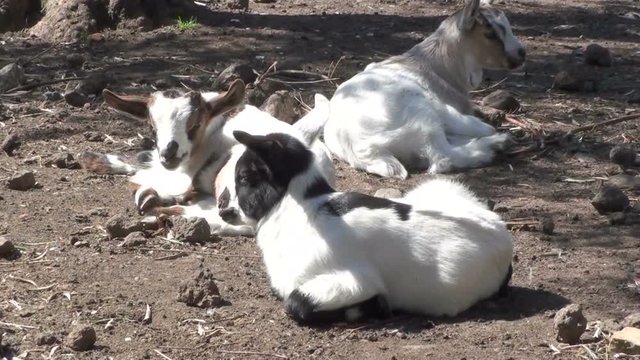 Goats rest in a field