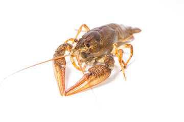 Crayfish on the white