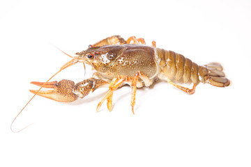 Crayfish on the white