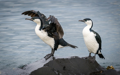 Black Faced Cormorant