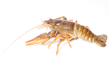 Crayfish on the white
