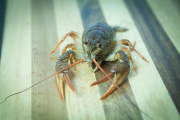 Crayfish on the wood background