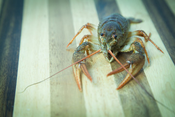 Crayfish on the wood background
