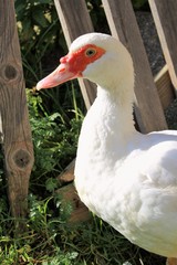 Muscovy Duck