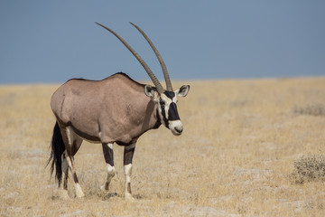 Naklejka na ściany i meble Gemsbok (Oryx gazella) , Etosha National Park, Namibia