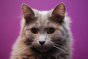 kot nebelung © okoz77
