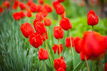 Group of red tulips in the park. Spring landscape. Red tulips in the garden
