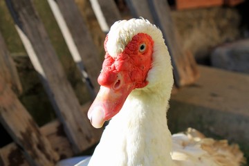Muscovy Duck