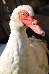 Muscovy Duck