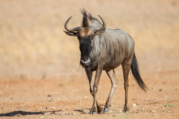 Blue wildebeest (Connochaetes taurinus), Etosha National Park, Namibia - obrazy, fototapety, plakaty