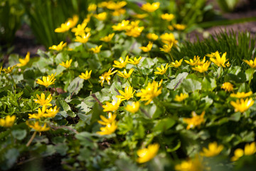 Obraz premium yellow flowers on green background