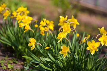 Yellow daffodil flower in the field. Daffodil flowers in sunlight.Field of yellow daffodils or yellow narcissus or suisen