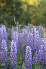 Obraz premium flowers