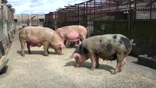 Pigs eat inside a farm