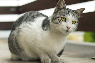 Curious cat with big green eyes