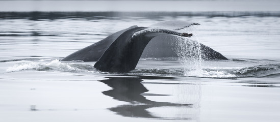 Humpback Whale Tail