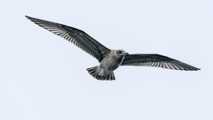 Glaucous-winged Gull, Alaska