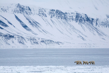 Polar bear with two cubs on sea ice